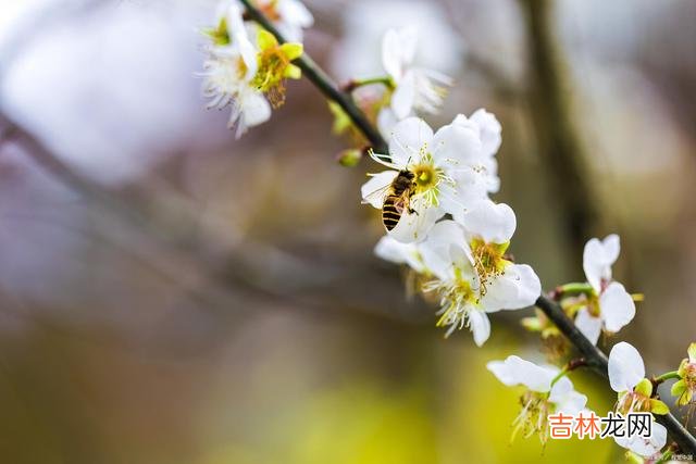 陈辉教授曾说过：“依靠父母的支持 自己的女儿自己心疼，帮忙带娃就是余生的修行