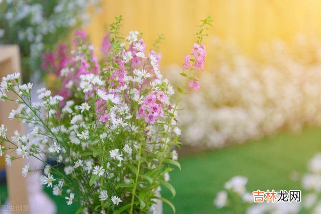 陈辉教授曾说过：“依靠父母的支持 自己的女儿自己心疼，帮忙带娃就是余生的修行