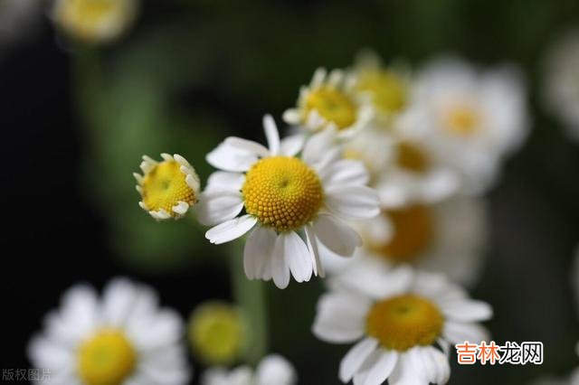 白落梅说：“时间很短 退休后，好好活着，也是一种了不起的能力