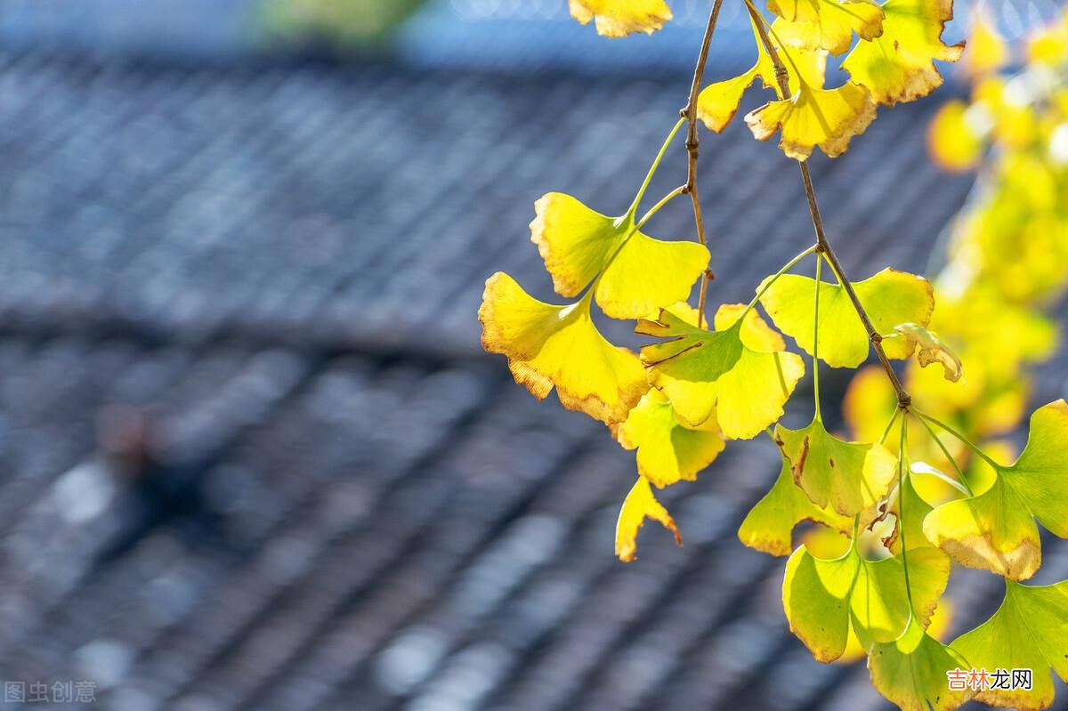 岁月绵长 婚姻只有走到了最后才会明白,谁才是真正过得幸福的人