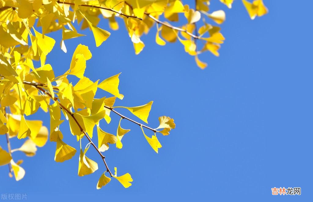 岁月绵长 婚姻只有走到了最后才会明白,谁才是真正过得幸福的人