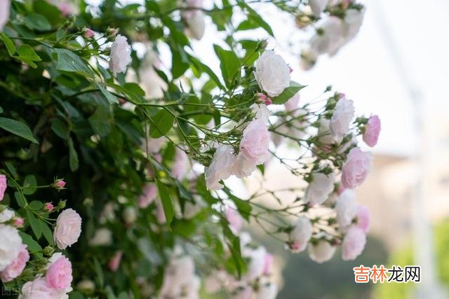 走过岁月流年 50岁退休后，我立马删除了单位里所有的工作群