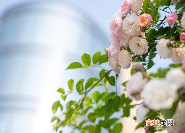 走过岁月流年 50岁退休后，我立马删除了单位里所有的工作群