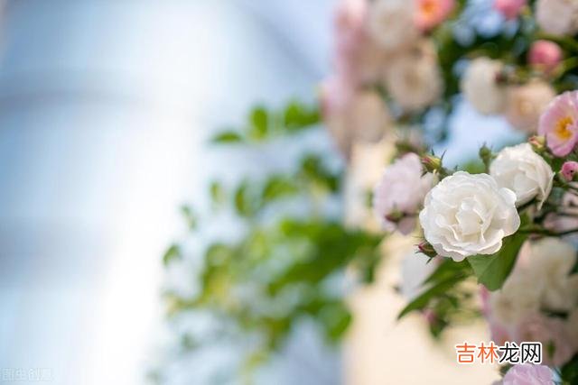 走过岁月流年 50岁退休后，我立马删除了单位里所有的工作群