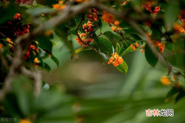 距离产生美 老了，夫妻间留些别有用心的“心眼”，往往不是坏事