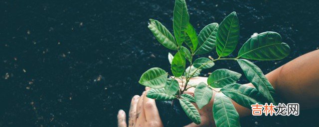 双子叶单子叶植物怎样区分  怎么分辨双子叶植物和单子叶植物