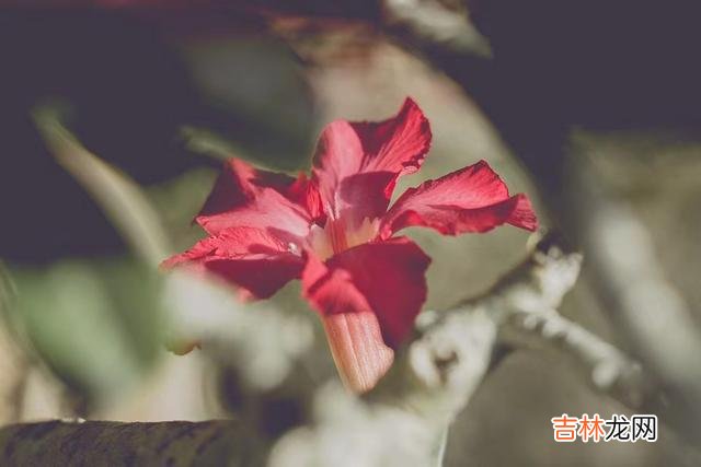 这个世界上 动情与没有动情，做法和说话语气都明显不同