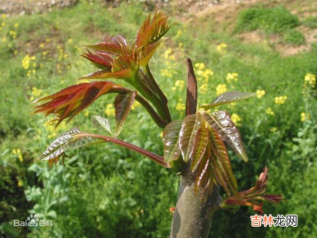 香椿芽炒鸡蛋香椿芽用焯水吗  香椿芽炒鸡蛋简介