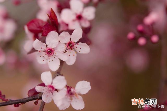 都说女人怕老 男人的桃花运，与年龄无关，与个人本事有关