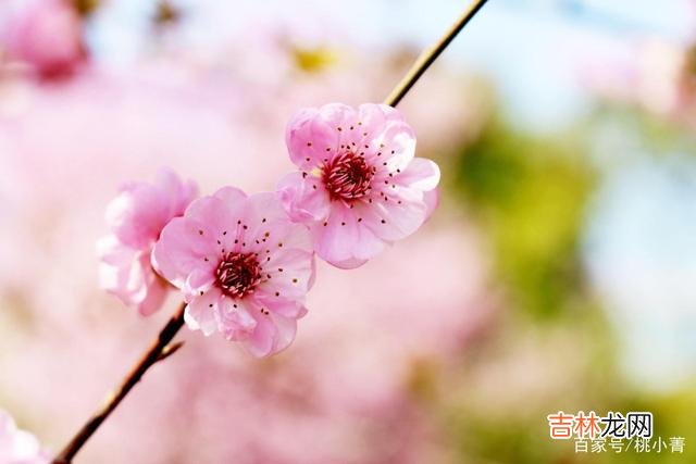 都说女人怕老 男人的桃花运，与年龄无关，与个人本事有关