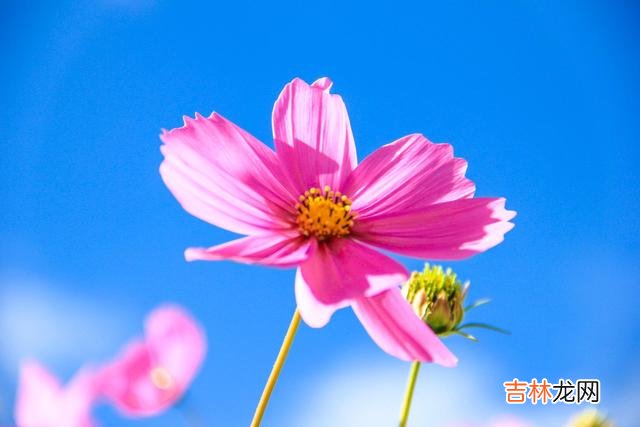 张爱玲曾写道：”人到中年的男人 没钱的时候，累的不仅是身体，更是那颗心