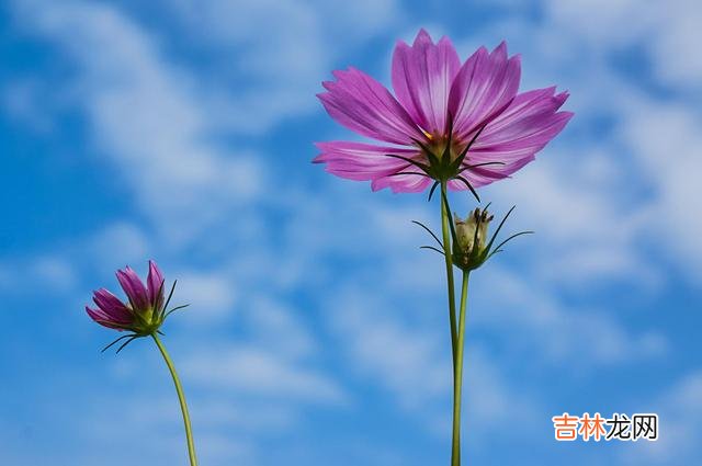 张爱玲曾写道：”人到中年的男人 没钱的时候，累的不仅是身体，更是那颗心
