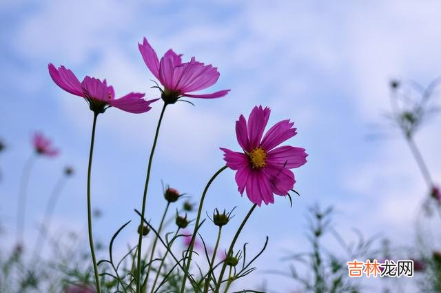 张爱玲曾写道：”人到中年的男人 没钱的时候，累的不仅是身体，更是那颗心