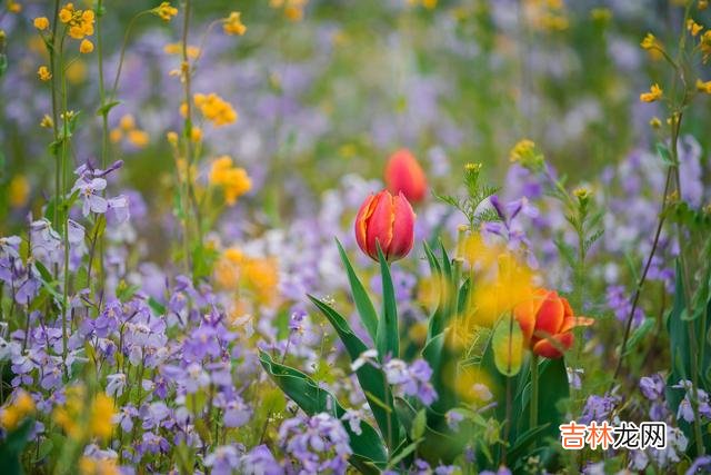 心里爱的人，是不可能的人，最不应该做的一件事是：放下