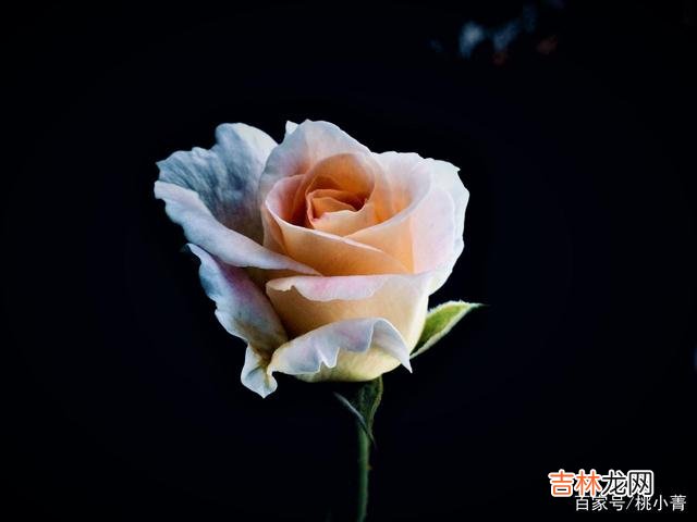 到了一定的年纪 不论你有多么渴望爱情的到来，你都不能盲目去爱