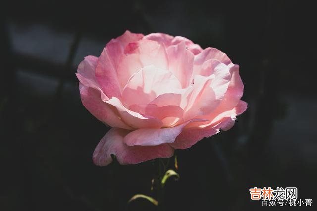 到了一定的年纪 不论你有多么渴望爱情的到来，你都不能盲目去爱