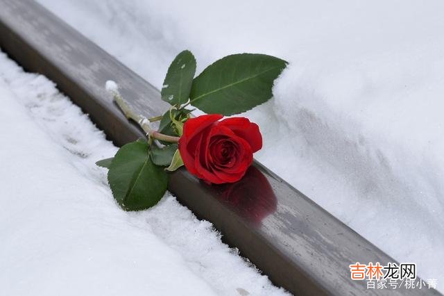 世界就像是一个巨大的马戏团 因为有过心酸，我才真正明白爱是何物