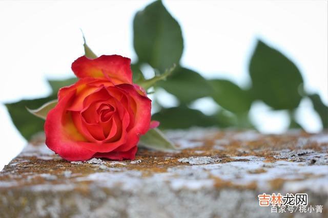 世界就像是一个巨大的马戏团 因为有过心酸，我才真正明白爱是何物