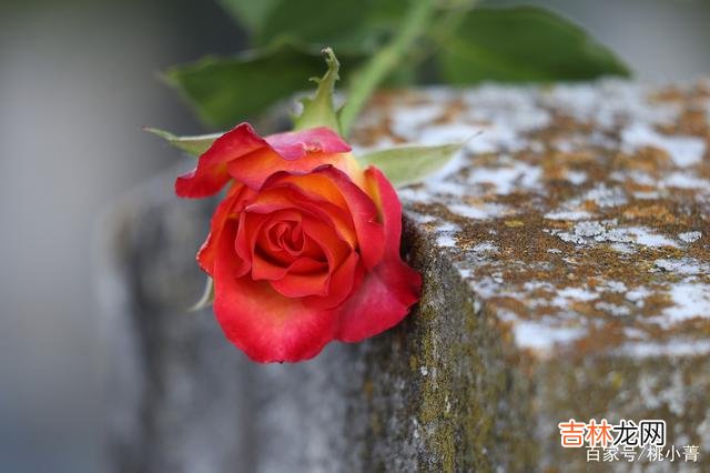 世界就像是一个巨大的马戏团 因为有过心酸，我才真正明白爱是何物