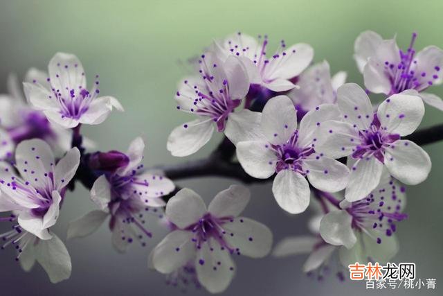 爱情 我很爱你,但我不会去见你;我很爱你,但那只是曾经