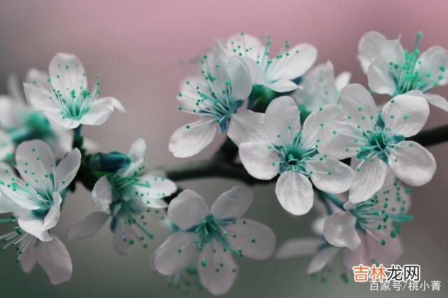 爱情 我很爱你,但我不会去见你;我很爱你,但那只是曾经
