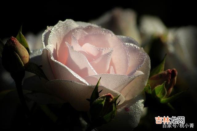 究其一生 惊喜都是需要等待的，多等一等，懂你的人，终会到来