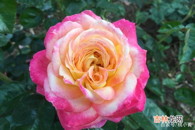 正如歌中所唱:“爱就像蓝天白云晴空万里 没那么在意你的人,就只是人生中的一个过客罢了,别太上心