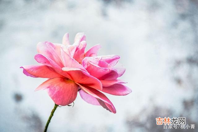 正如歌中所唱:“爱就像蓝天白云晴空万里 没那么在意你的人,就只是人生中的一个过客罢了,别太上心