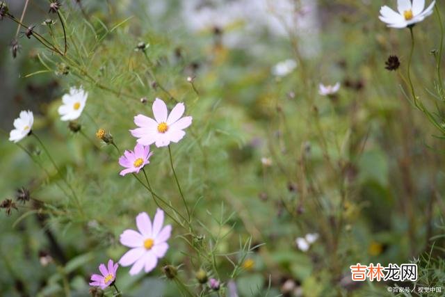 01引言曾以为 别伸手太长，别多管闲事，做你自己就好