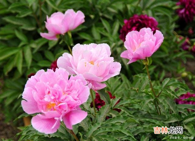 01引言人生在世 给自己一个健康的体魄,才是厚积薄发最好的基础