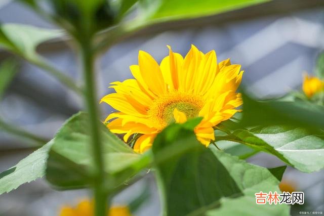 你只有扛得起，懂得自我疗愈，才能把以后的路，走顺