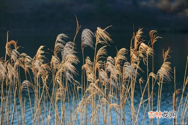 引言东野圭吾曾说：“世上有两种东西不能...|既然彼此不一个段位，就要学会远离，这样才是最明智的