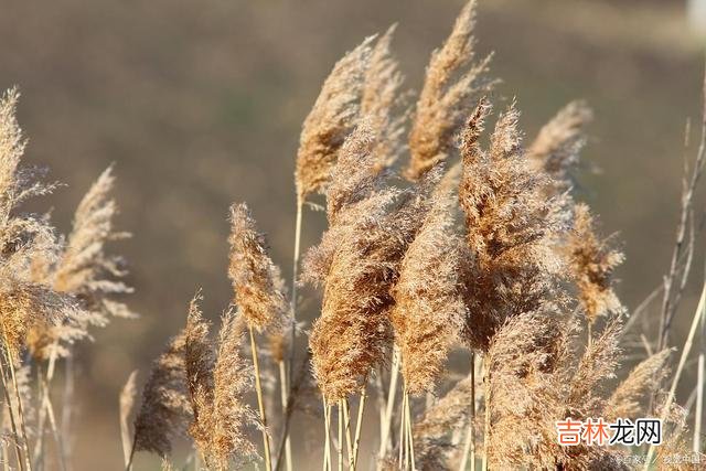 引言东野圭吾曾说：“世上有两种东西不能...|既然彼此不一个段位，就要学会远离，这样才是最明智的