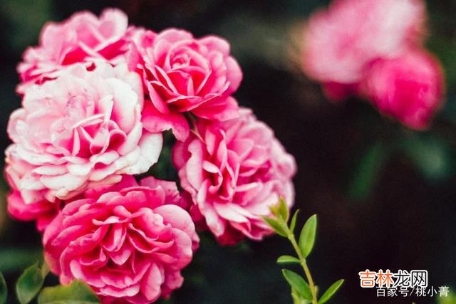 每一次和你聊天 得不到你的爱，我的思念，注定让我无法入眠