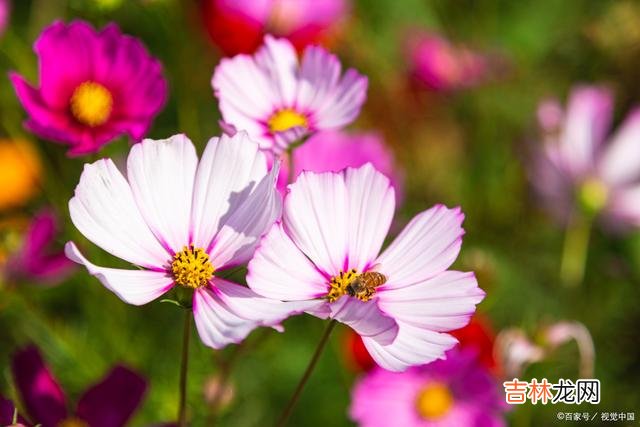 01婚姻问题 婚姻出现问题时，聪明的夫妻会想着修补，而不是草率离婚