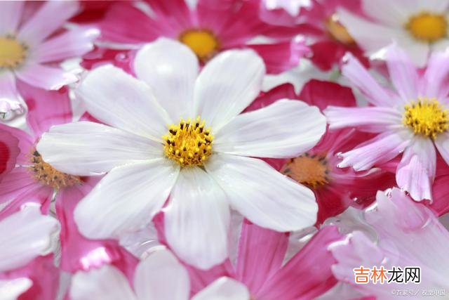 01婚姻问题 婚姻出现问题时，聪明的夫妻会想着修补，而不是草率离婚