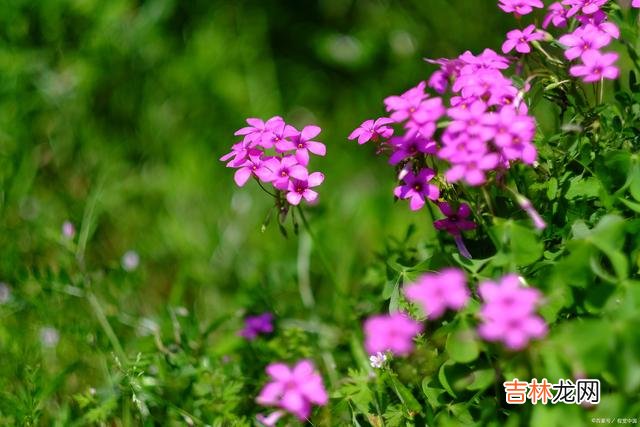 01引言太宰治在《人间失格》曾写道：“我认为向人诉苦不过是徒劳 你认为的苦，可能在别人眼里就是个笑料