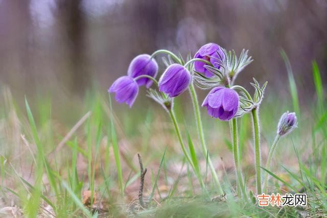 01引言太宰治在《人间失格》曾写道：“我认为向人诉苦不过是徒劳 你认为的苦，可能在别人眼里就是个笑料