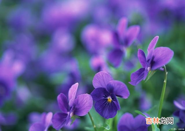 01引言太宰治在《人间失格》曾写道：“我认为向人诉苦不过是徒劳 你认为的苦，可能在别人眼里就是个笑料