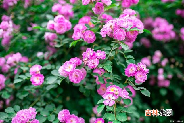 每个女人都渴望自己过得幸福 过得幸福的女人,懂得自我调节,懂得生活是自己的道理