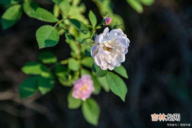 每个女人都渴望自己过得幸福 过得幸福的女人,懂得自我调节,懂得生活是自己的道理