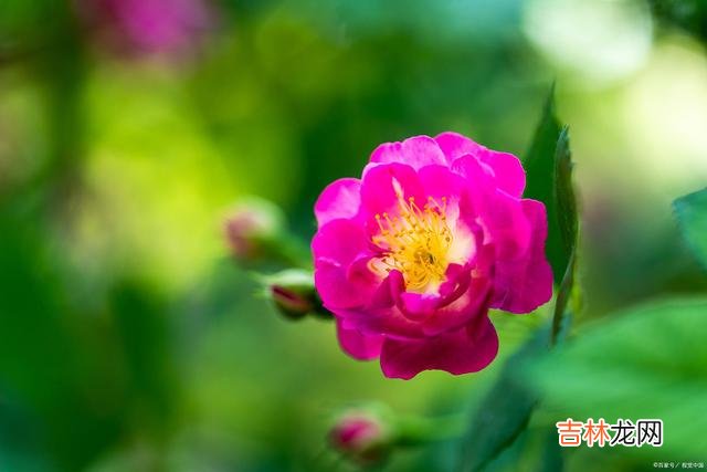 每个女人都渴望自己过得幸福 过得幸福的女人,懂得自我调节,懂得生活是自己的道理