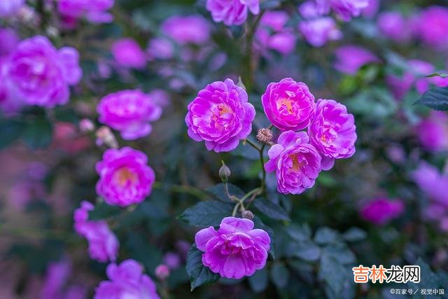 01引言这一生 一个真正活得通透的女人，往往懂得做自己，懂得为自己而活