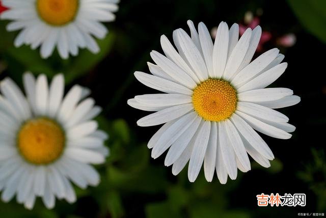 01引言生活中 越活越幸运的人，往往能“豁得出去”