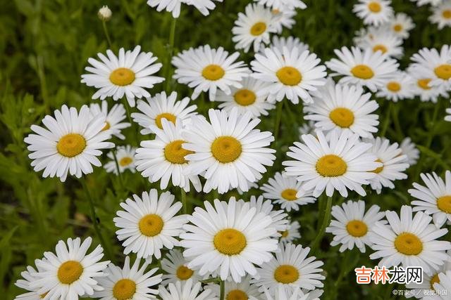01引言生活中 越活越幸运的人，往往能“豁得出去”