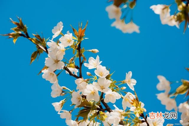 《周易·彖辞上传》有云：“言行 做人，忠于自我，才是人生的最高境界