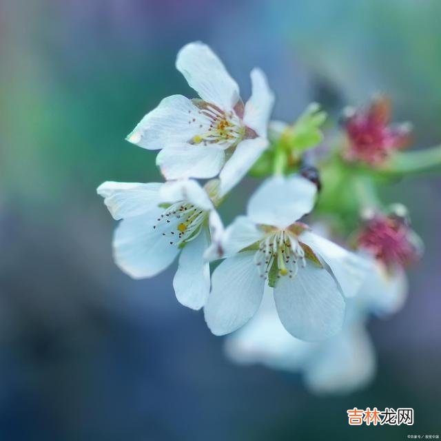 《周易·彖辞上传》有云：“言行 做人，忠于自我，才是人生的最高境界