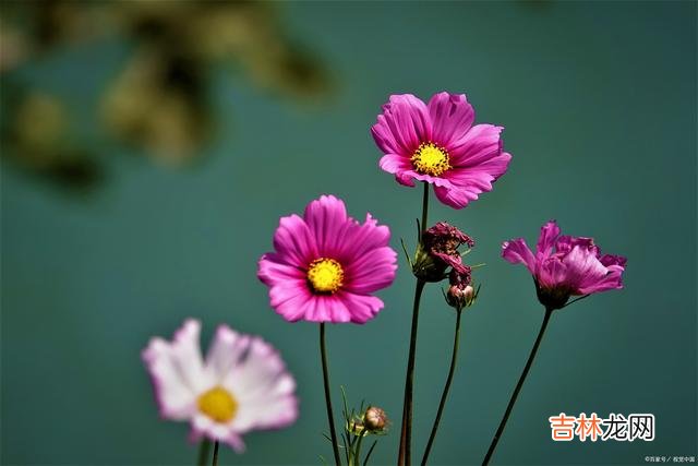 《周易·彖辞上传》有云：“言行 做人，忠于自我，才是人生的最高境界