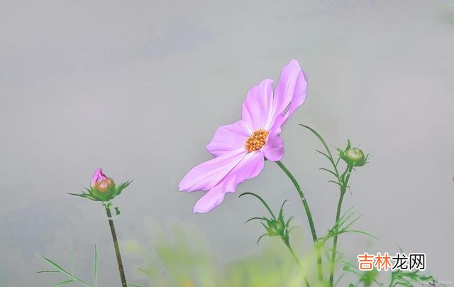 《周易·彖辞上传》有云：“言行 做人，忠于自我，才是人生的最高境界