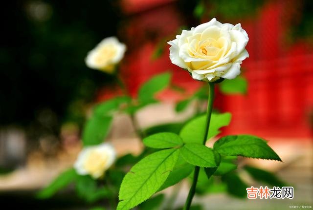 什么是野心？野心 为了避免这些不幸，你就要做一个有“野心”的女人